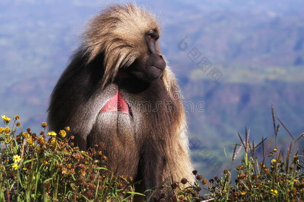 非洲动物埃塞俄比亚埃塞俄比亚人格拉达