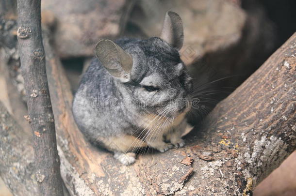 动物智利龙猫沿海拉尼格拉