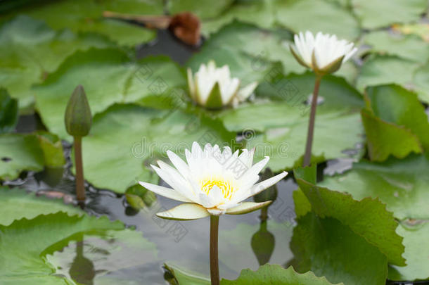 <strong>白莲花</strong>