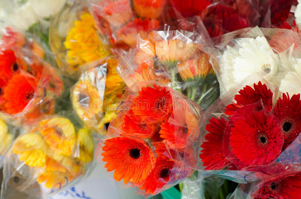 非洲菊在曼谷花卉市场出售