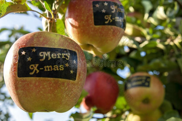 苹果与贴纸与文字快乐x质量在树上