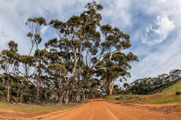 <strong>桉树</strong>林中的澳大利亚红色道路