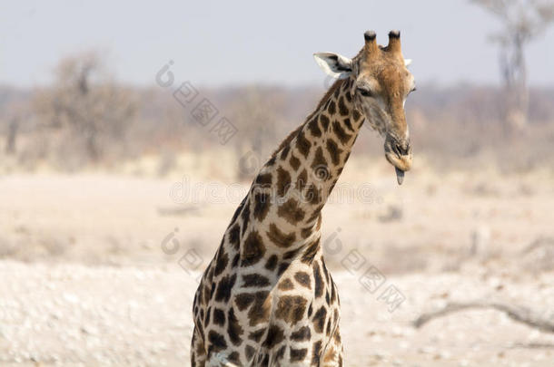 长颈鹿吐舌头