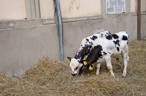 农业动物宝贝床上用品牛肉