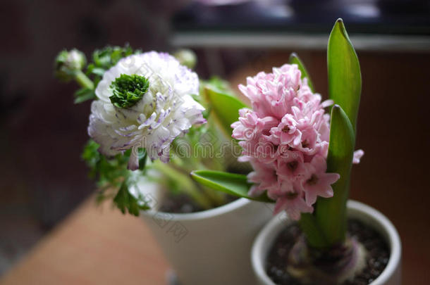 开花中国风花家风信子