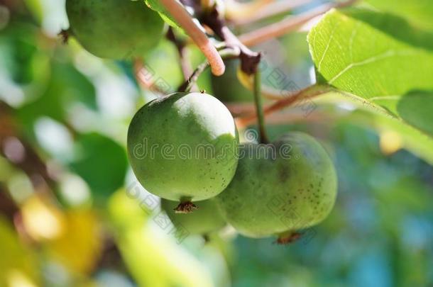 藤蔓上的绿色宝贝猕猴桃