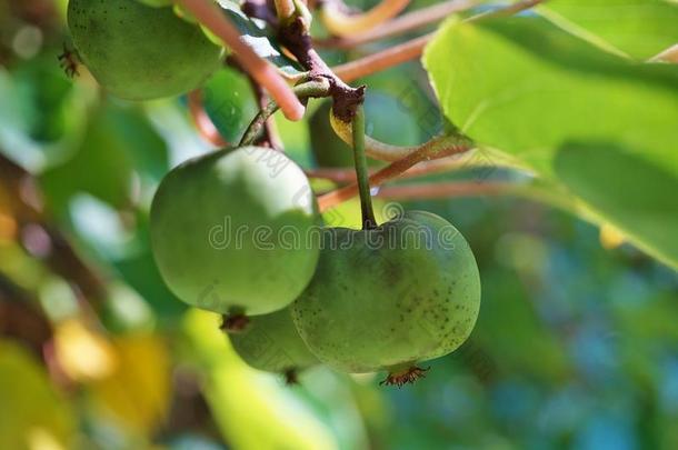 藤蔓上的绿色宝贝猕猴桃