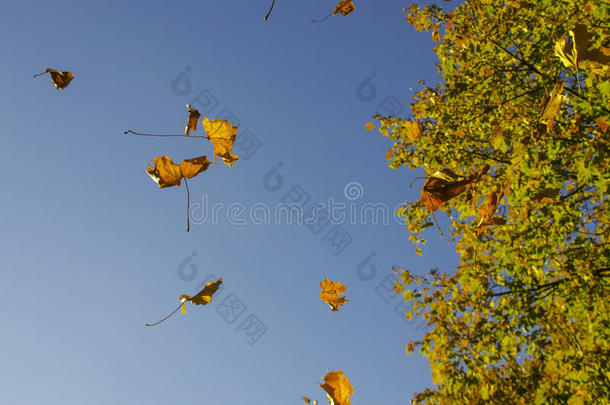 秋天一个多风的日子-枫叶在风中飞舞，背景中有一棵树