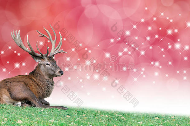圣诞鹿在喜庆的红色波克背景下