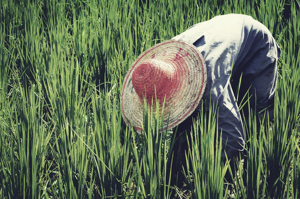 农民收割水稻自然亚洲文化理念