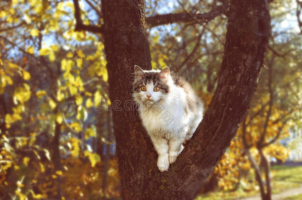 秋<strong>天猫</strong>坐在树上