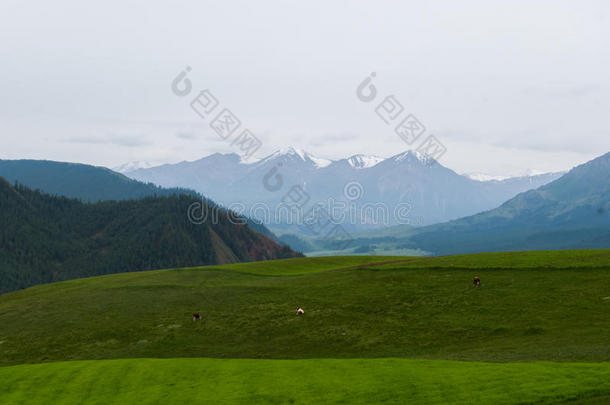 农业动物亚洲亚洲的背景