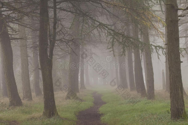 大气的诡异的雾森林幽灵般的