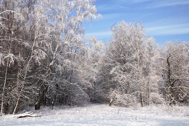 蓝天雪景。冬天的场景。