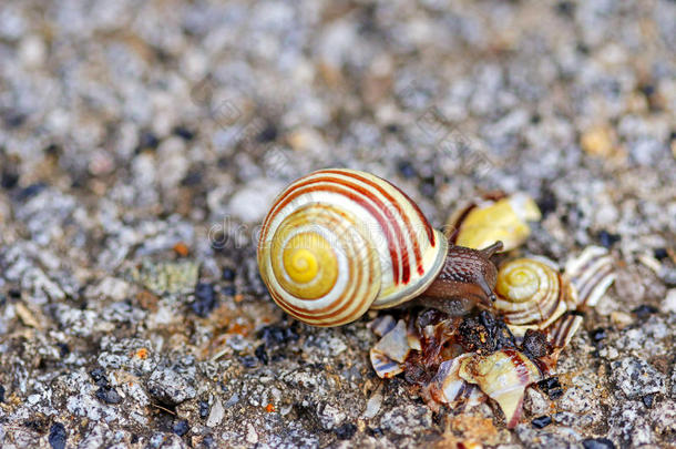 棕色嘴唇的蜗牛爬在破壳上