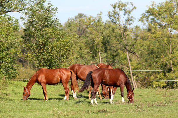 一群年轻的种马在夏季牧场的乡村场景中放牧