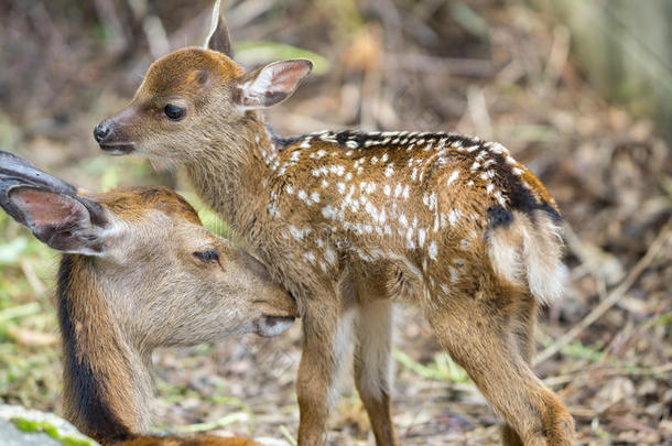 小鹿和鹿妈妈在森林里