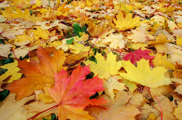 五颜六色的秋叶从树上飘落下来