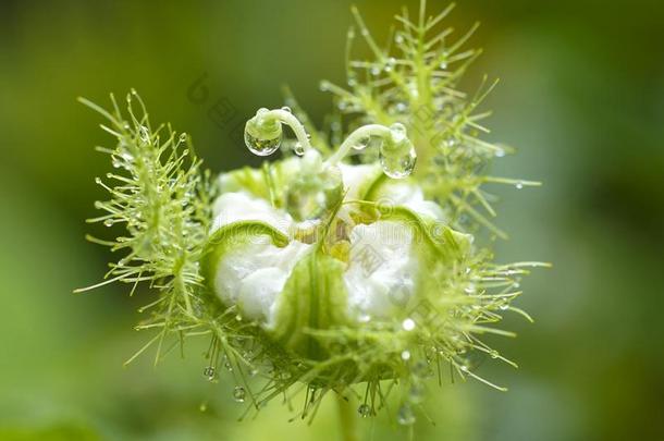 背景开花模糊背景芽球菌