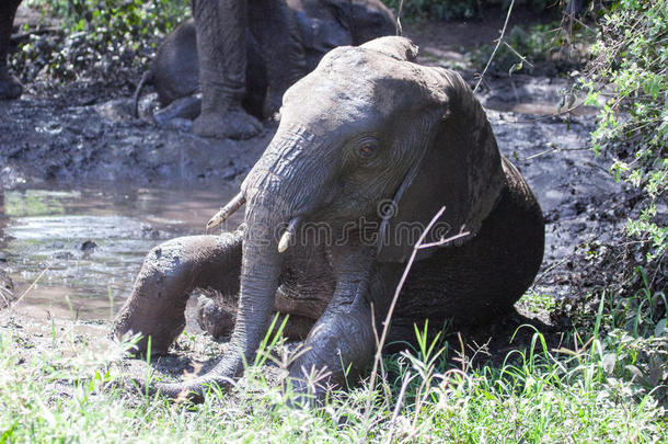 小象在洗澡