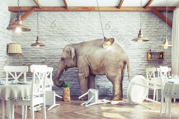 大象在餐馆内部平静下来