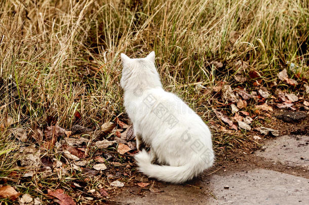 动物助理秋天猫好奇心
