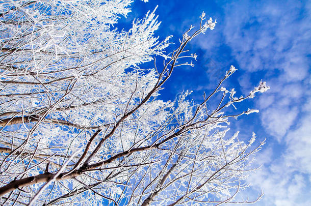 冰冻的树木和凉爽的蓝色冬天的天空