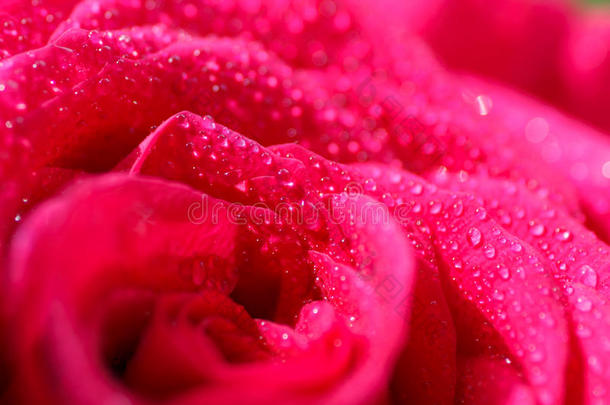 喜庆的深红色玫瑰花束