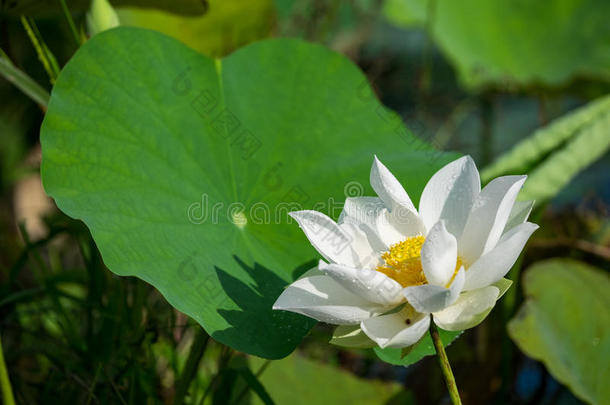 <strong>白莲花</strong>