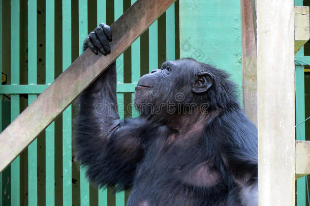 黑猩猩-非洲猴子