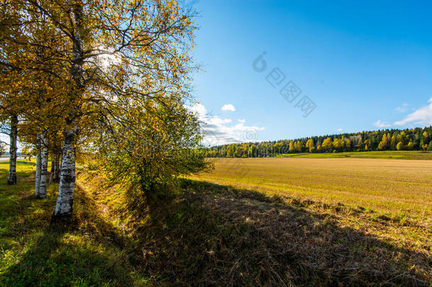 秋天的风景。 五彩缤纷的晴天。 绿色的田野和黄色的树木。