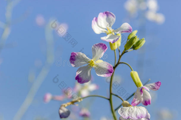 娇艳的花朵