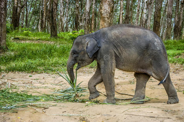 泰国南部的亚洲小象