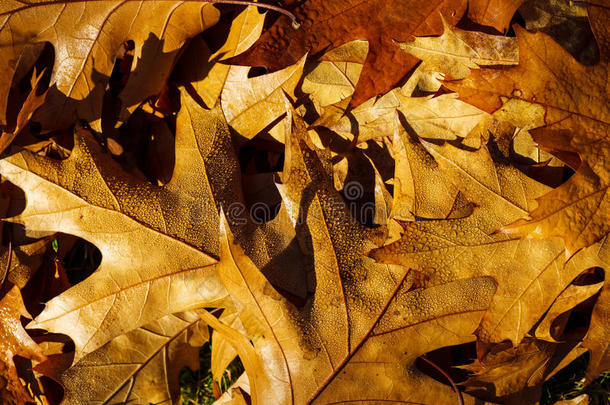 秋天的叶子像框架