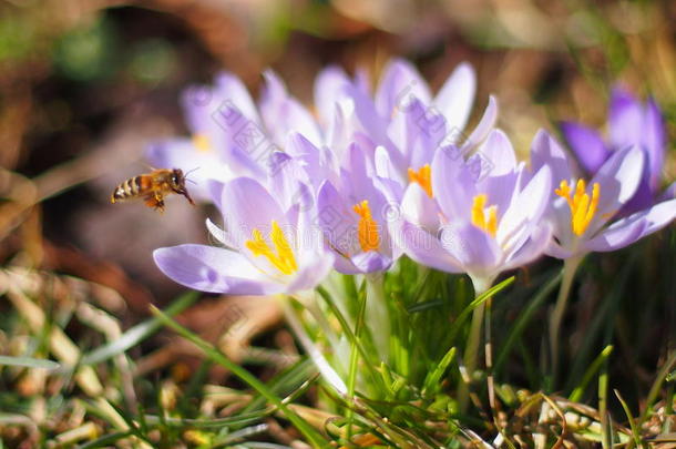 早春蜜蜂在花丛中<strong>飞来</strong>飞去