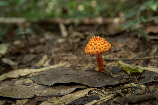 橙色蘑菇。