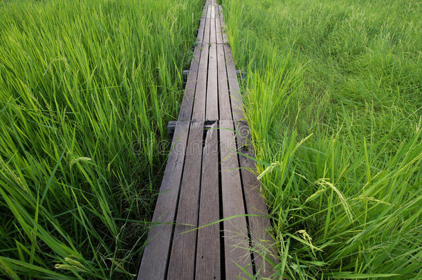 100年历史的木桥之间的稻田在纳洪拉查西马，泰国