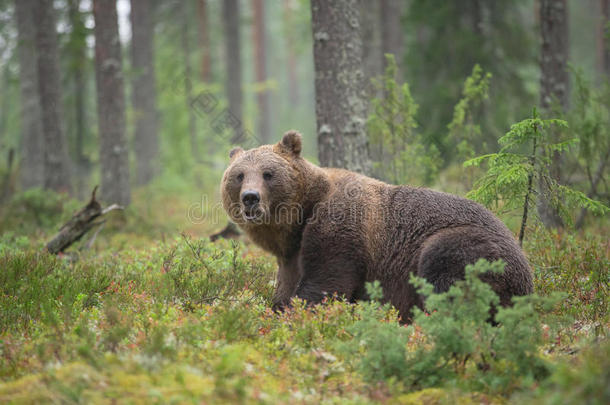 大公棕熊，在芬兰野生