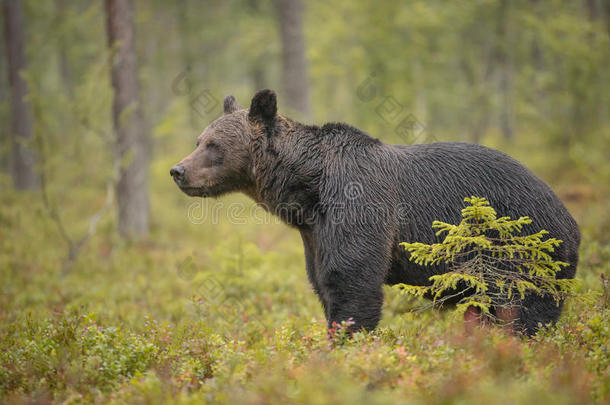 芬兰的棕熊