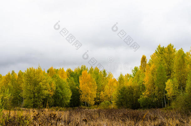 秋天，秋天，黄色，树林，树叶，背景，植物学