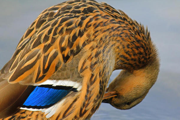 阿纳斯动物喙美丽的蓝色