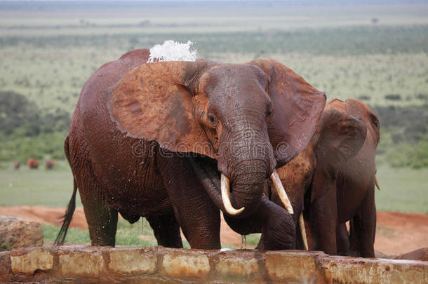 非洲大象吐口水