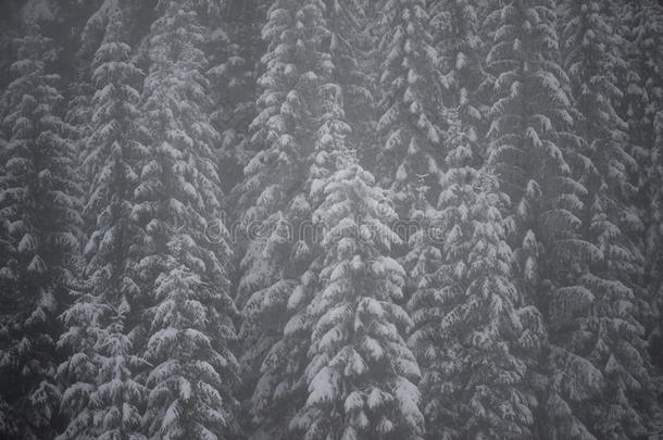 圣诞常<strong>青松</strong>树覆盖着新鲜的雪