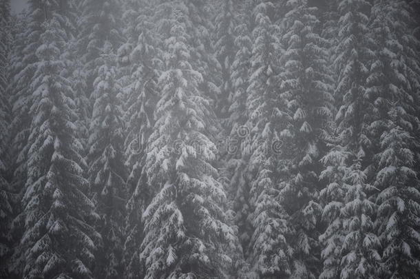 圣诞常青松树覆盖着新鲜的雪