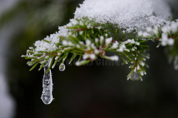 圣诞常<strong>青松</strong>树覆盖着新鲜的雪