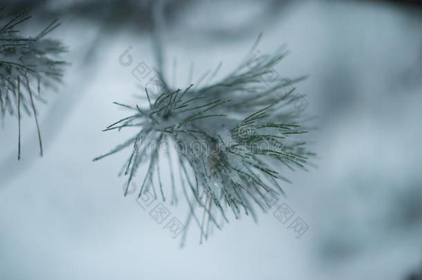 圣诞常<strong>青松</strong>树覆盖着新鲜的雪