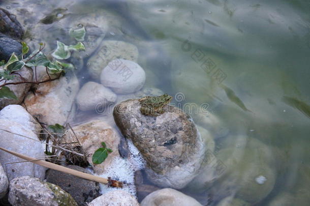 青蛙绿色凯默植物水塘