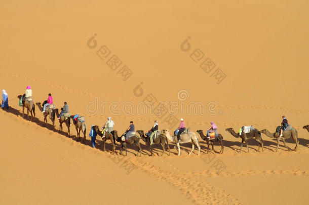 骆驼司机和旅游骆驼商队在沙漠