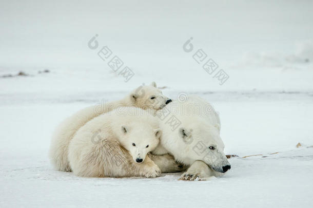 熊幼崽和母熊。 极地熊和熊幼崽。 一只极地熊和两只小熊幼崽。 北极熊(乌苏马里蒂