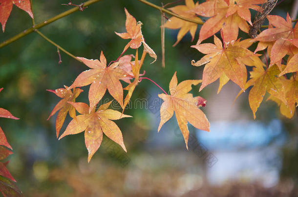 日本的秋天